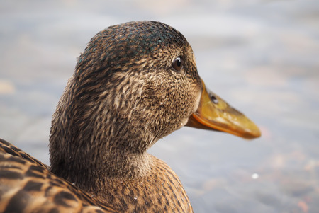 portrait of a duck closeup