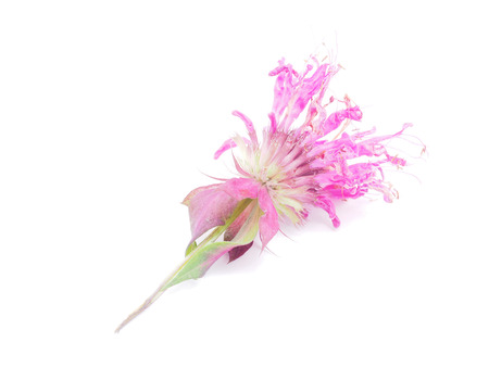 bergamot flowers on a white backgroundの写真素材
