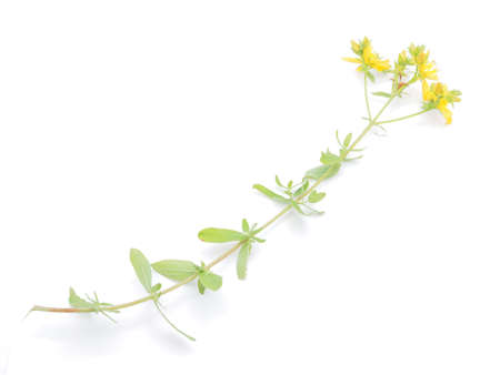 St. John's wort flowers on a white backgroundの写真素材