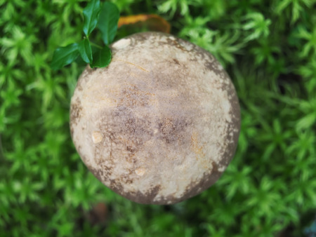 Fall mushroom in the forestの写真素材