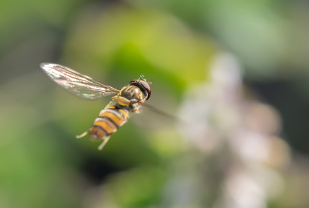 hoverfly in forest
