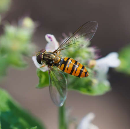 hoverfly in forest