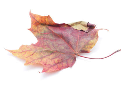 dry maple leaf on a white backgroundの写真素材