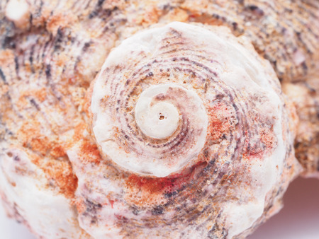 seashell の写真素材