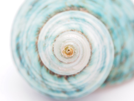 seashell の写真素材