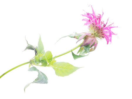 Bergamot flower on a white background の写真素材