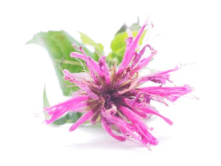 Bergamot flower on a white background の写真素材