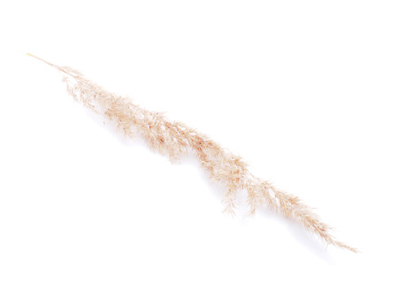 dry cereals on a white backgroundの写真素材