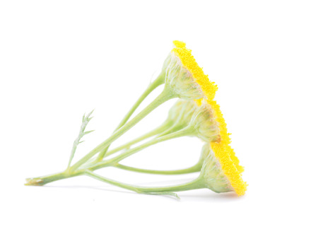 tansy flowers on a white backgroundの写真素材