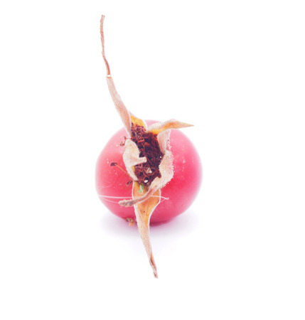 rose hips on a white backgroundの写真素材