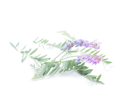 flowers mouse peas on a white backgroundの写真素材