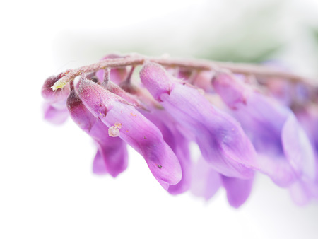 flowers mouse peas on a white backgroundの写真素材