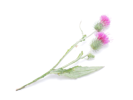 burdock flowers on a white background の写真素材