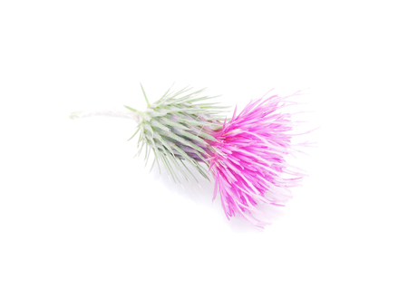 burdock flowers on a white background の写真素材