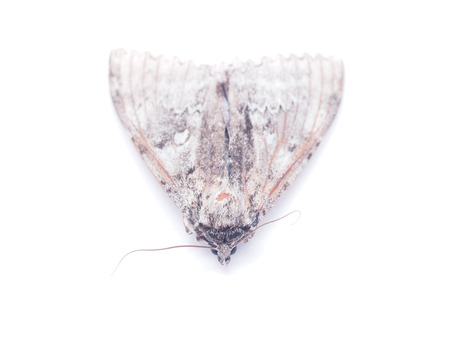 hawk moth on a white background