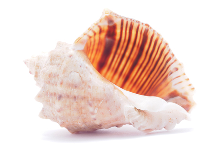 seashell 