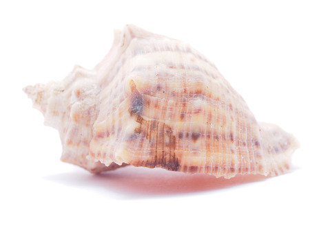 seashell 