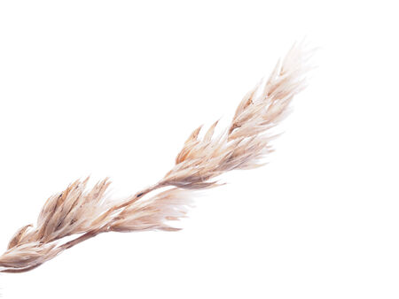 dry cereals on a white backgroundの写真素材