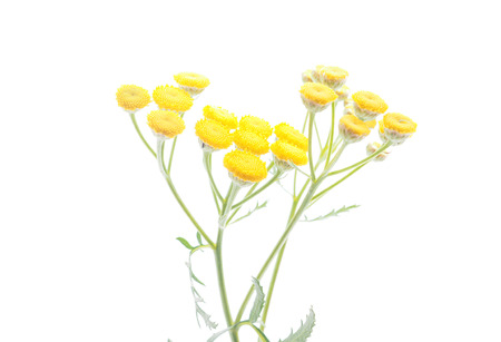 tansy flowers on a white backgroundの写真素材