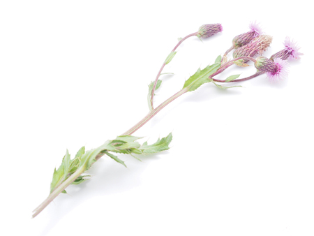 burdock flowers on a white background の写真素材