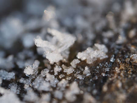 ice crystals on the plantの写真素材