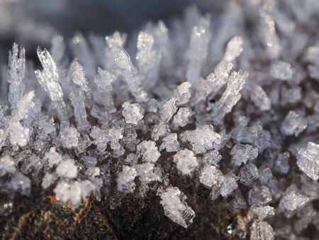 ice crystals on the plant