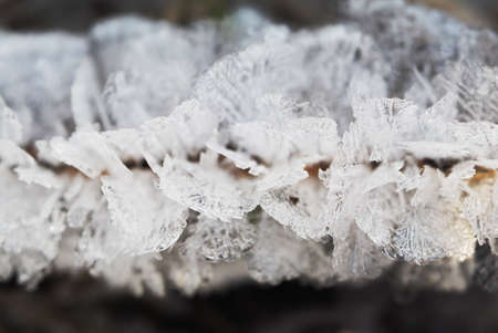 ice crystals on the plantの写真素材