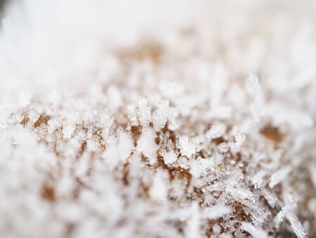 ice crystals on the plantの写真素材