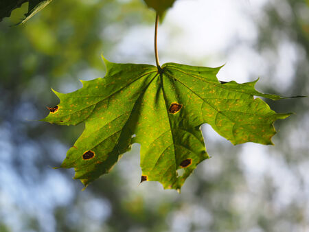 leaves of a mapleの写真素材