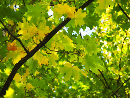 leaves of a maple