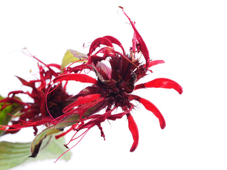 bergamot on a white backgroundの写真素材