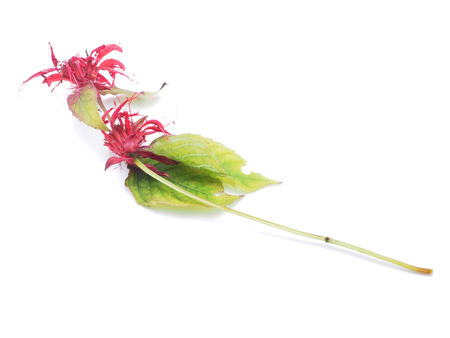 bergamot on a white backgroundの写真素材