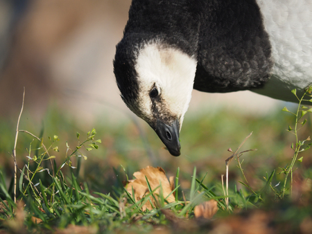 barnacle gooseの写真素材