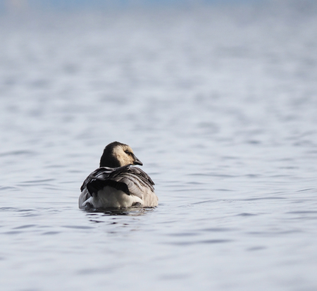 barnacle gooseの写真素材