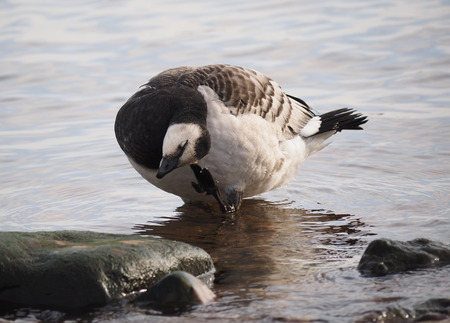 barnacle gooseの写真素材