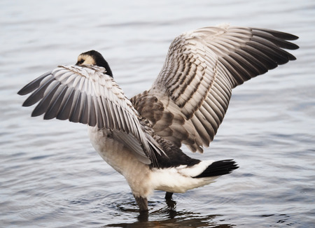 barnacle gooseの写真素材