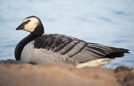 barnacle gooseの写真素材