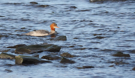 female merganser on the lakeの写真素材