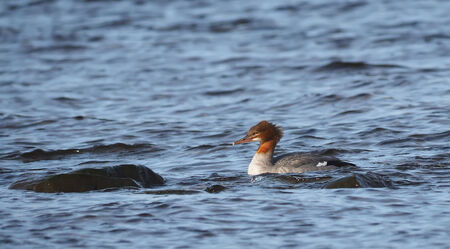 female merganser on the lakeの写真素材