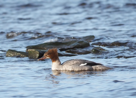 female merganser on the lakeの写真素材