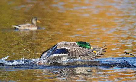 duck flaps its wingsの写真素材
