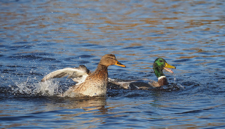 duck flaps its wingsの写真素材