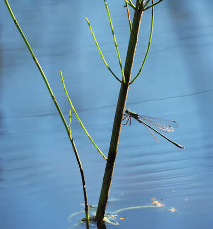 dragonfly on aquatic plants
