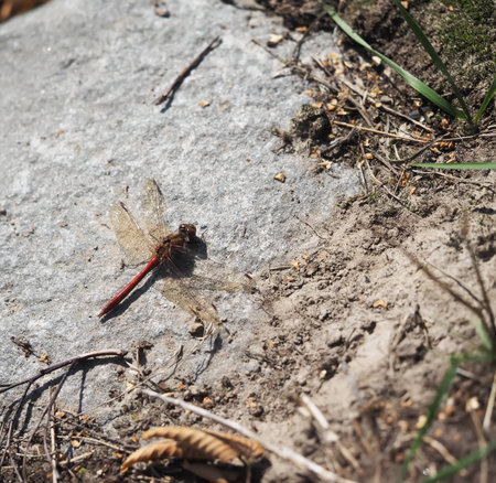 dragonfly on stoneの写真素材