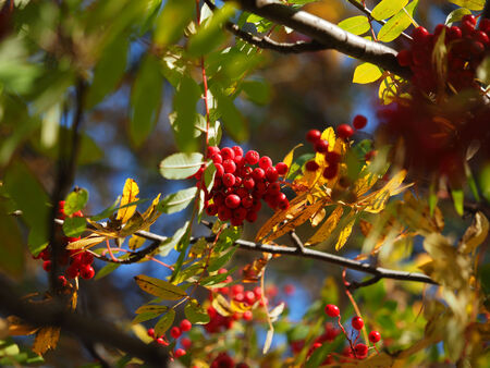 rowan autumn