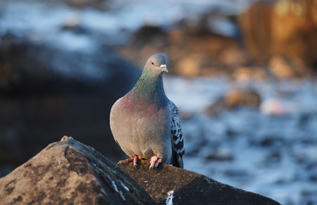 pigeon in closeup shotの写真素材