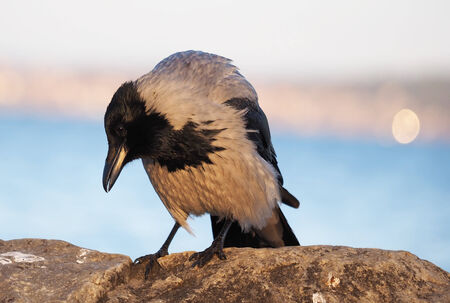 crow in closeup shotの写真素材