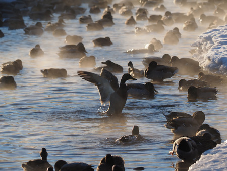 duck on the lakeの写真素材