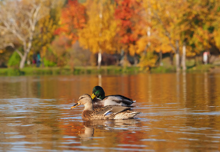duck on the lakeの写真素材