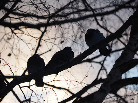 pigeonの写真素材